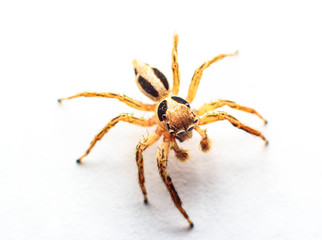 Spider Jump in Thailand