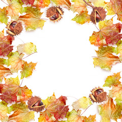 Naklejka na ściany i meble border frame of colorful autumn leaves and chestnut on white bac
