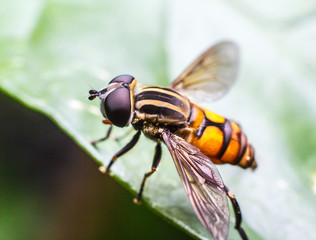 Fly Macro