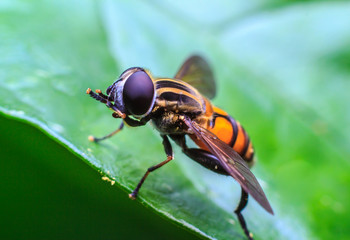 Fly Macro