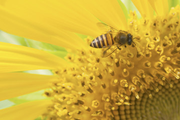bee and sunflower