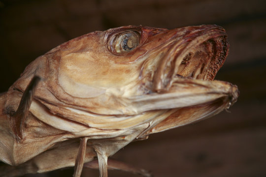 Stockfisch auf den Lofoten