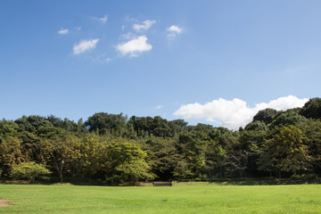 Obraz premium 午後の公園