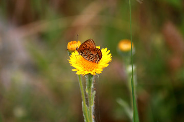 Butterfly on a yellow  flower