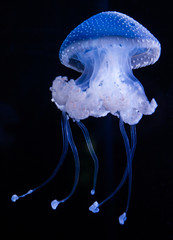 Beautiful jellyfish © davidpetocz