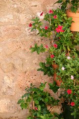 Flowerpots on the wall of Valldemossa on Mallorca, Balearic Isla