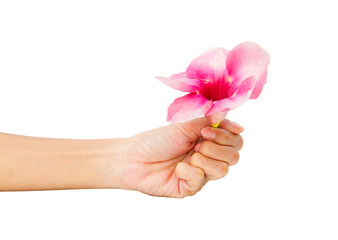 woman hand with pink flower on white background