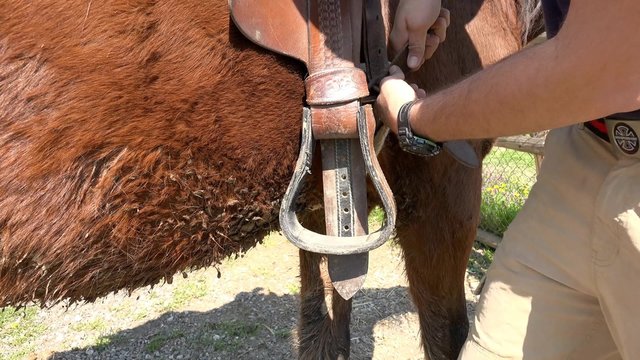 Putting brown saddle on brown horse. UHD 4K steadycam stock footage