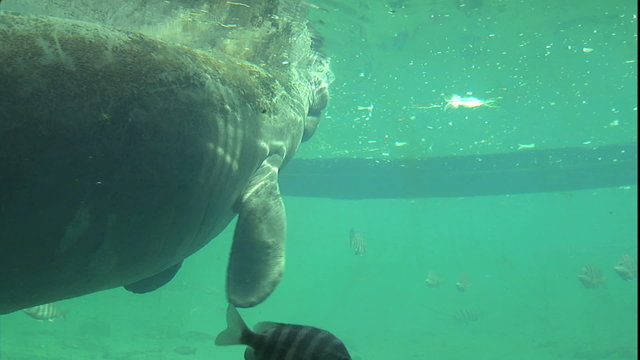 Underwater Manatee eating in Homosassa