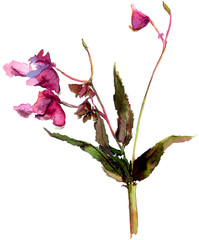  Balsam flower, jewelweed. Impatiens glandulifera - obrazy, fototapety, plakaty