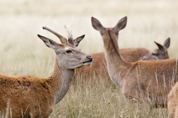 Red Deer