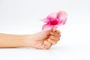 woman hand with pink flower on white background