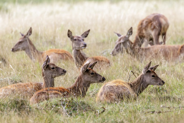 Red Deer