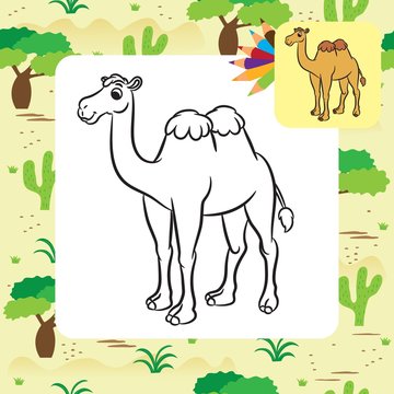 Illustration of cute camel. Coloring page.Vector
