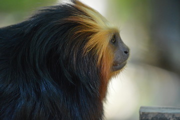 tamarin
