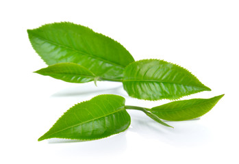 Obraz premium green tea leaf isolated on white background