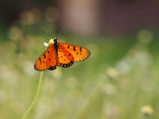 Fototapeta na wymiar A butterfly perch on grass