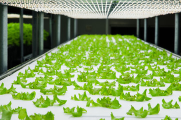 Plant factory / Lettuce growing in plant factory with controlled LED lighting