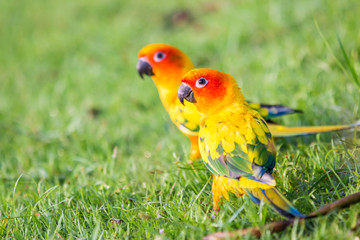 Sun Conure parrot bird on grass field