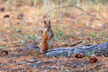 Squirrel in the Siberian taiga