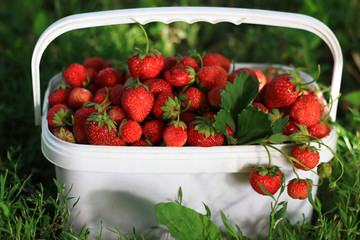 Ripe sweet strawberries in plastic basket on a green lawn