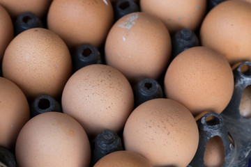 fresh organic eggs from chicken farm agriculture for sale