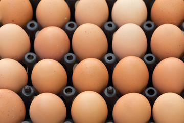 fresh organic eggs from chicken farm agriculture for sale