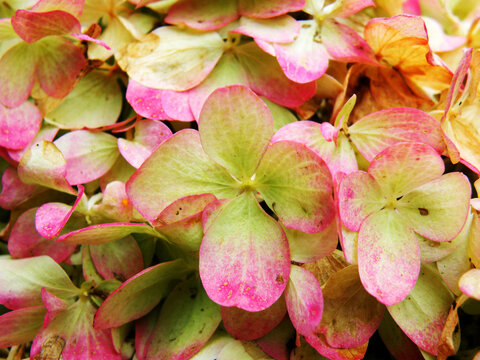 Hortensie (hydrangea)