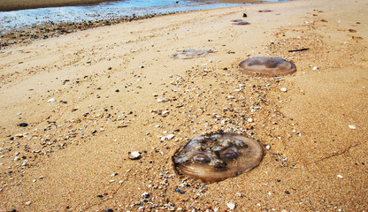 jelly fish on sand