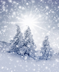 Verschneite Tannenbäume