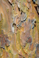 pine bark texture close-up