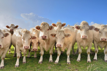 Obraz premium troupeau de bœufs curieux