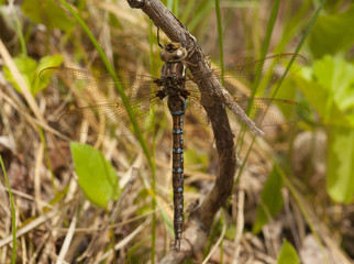 Springtime Darner