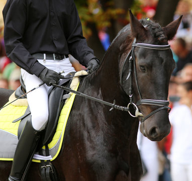 Male horse rider riding on a black friesian dressage horse