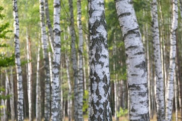 Obraz premium Piękny brzozowy las z bliska