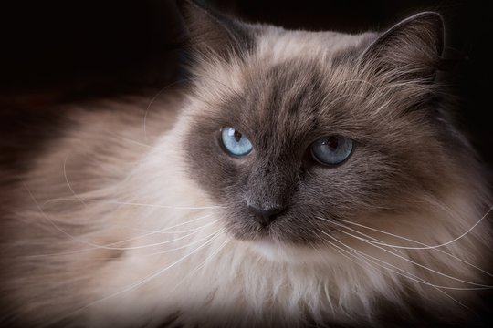 Beautiful Neva Masquerade cat portrait.