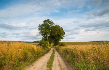 Country rural sandy road near fields