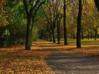 Park jesienią 
