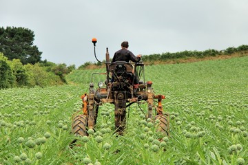 Obraz premium Un cultivateur sur son tracteur dans son champ d'artichauts en Bretagne