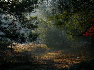 Las budzi się © mrdark777
