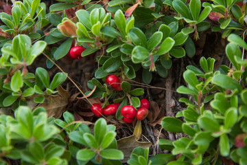 Planta de Gayuba con los Frutos  de Color Rojo 