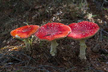 Setas Amanita Muscaria