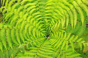 fern