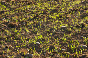 Brotes en Cultivo Agricola de Cereales