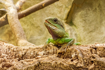 Leguan