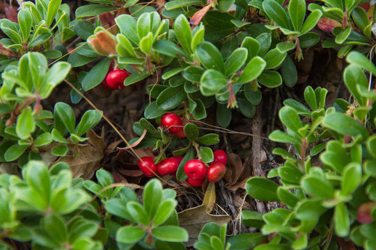 Planta de Gayuba con los Frutos  de Color Rojo 