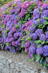 Haie d'hortensias mauves en Bretagne