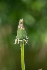 closed dandelion bud ,on green blurry background