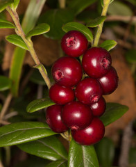cowberry