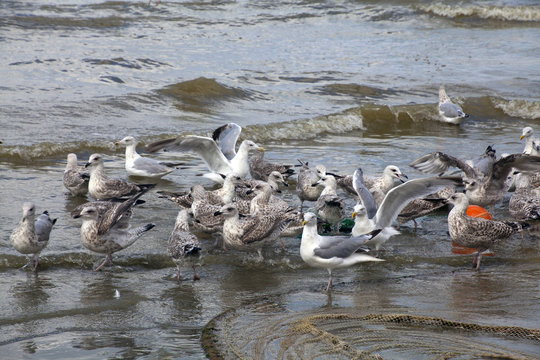 M&ouml;wen in Koksijde